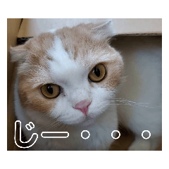 [LINEスタンプ] エルモっちスタンプ