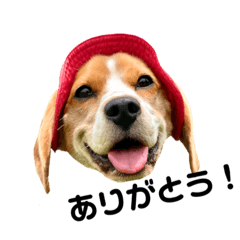 [LINEスタンプ] beagle fumi ビーグルふみさんのスタンプの画像（メイン）