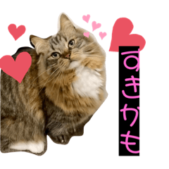 [LINEスタンプ] 短足マンチカンのクリスタちゃん♀4