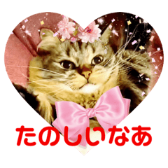 [LINEスタンプ] 短足マンチカンのクリスタちゃん♀2
