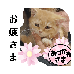 [LINEスタンプ] ミヌエットのがんちゃん仔猫バージョン