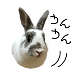 [LINEスタンプ] うさたん…ぷらりね