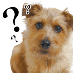 [LINEスタンプ] ノーフォークテリアのちょこ