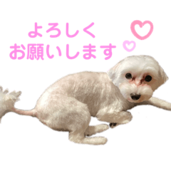 [LINEスタンプ] うちのミルモがかわいい3