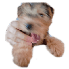 [LINEスタンプ] 子犬ナッツくんスタンプ