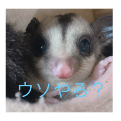 [LINEスタンプ] モモンガの日常@@