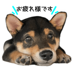 [LINEスタンプ] Shiba dog Leman