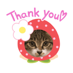 [LINEスタンプ] 世界一可愛い猫のえまちゃん