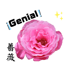 [LINEスタンプ] 愛花〜スペイン語Amada flor.