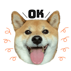 [LINEスタンプ] 柴犬さだはるとつくね