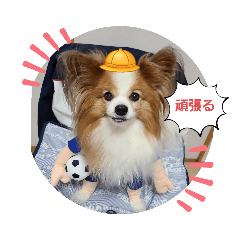 [LINEスタンプ] ぱぴぱぴパピヨン34