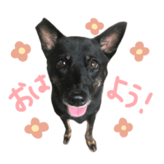 [LINEスタンプ] くろいいぬのりの