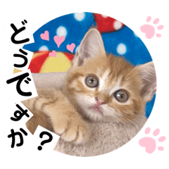 [LINEスタンプ] ねこまーちラブリープリンセス