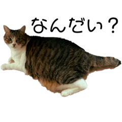 [LINEスタンプ] ぽちょ猫ず