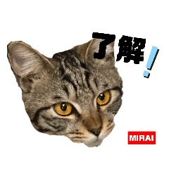 [LINEスタンプ] みらいねこ横濱②