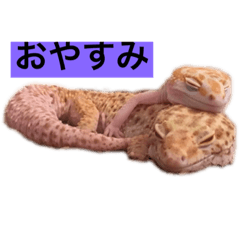 [LINEスタンプ] スタンプカイ