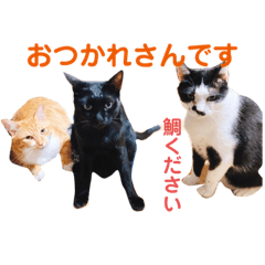 [LINEスタンプ] アレイさん金ちゃんすぴぴ