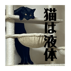 [LINEスタンプ] 使いやすい3匹のねこスタンプ