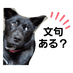 [LINEスタンプ] 博多の女くま