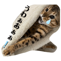 [LINEスタンプ] ベンガルねこのフェリスくん ネタ