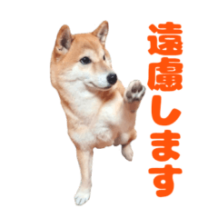 [LINEスタンプ] 柴犬こまちのスタンプ