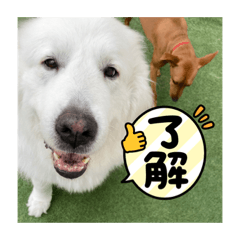 [LINEスタンプ] グレートピレニーズのはなこと仲間たち