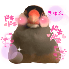 [LINEスタンプ] 使いやすい文鳥スタンプ