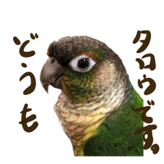 [LINEスタンプ] ウロコインコのタロウさん