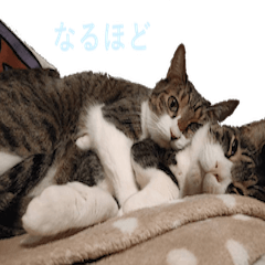 [LINEスタンプ] もぐもぐ＆にこぷー Part.3