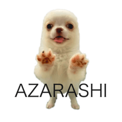 [LINEスタンプ] あざらしチワワのウリ