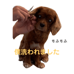 [LINEスタンプ] キャバリアのチャオ②