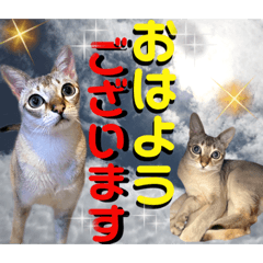 [LINEスタンプ] ねねこ⑪実写猫アーロンくん・ライラちゃん