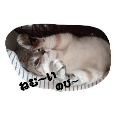 [LINEスタンプ] あさり▪しじみ▪チロル