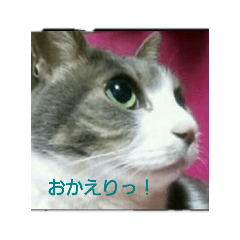 [LINEスタンプ] むすめネコ