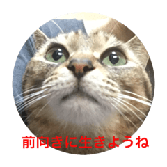 [LINEスタンプ] くぅねこ2
