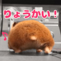 [LINEスタンプ] 今日もかわいいすもまるちゃん