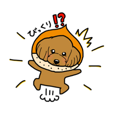 [LINEスタンプ] マロン(トイプードル犬)のスタンプ