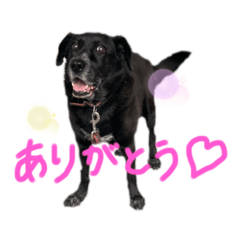 [LINEスタンプ] 我が家の幸次郎 に贈るスタンプ