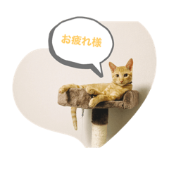 [LINEスタンプ] チャールズチャイ