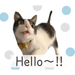 [LINEスタンプ] コムギ日記のフォロワー様スタンプ③