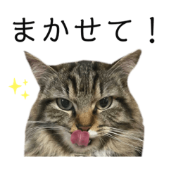 [LINEスタンプ] コムギ日記のフォロワー様スタンプ②