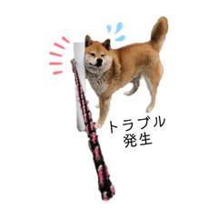 [LINEスタンプ] 芝犬たわし