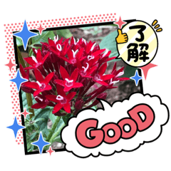 [LINEスタンプ] 花や樹木挨拶1