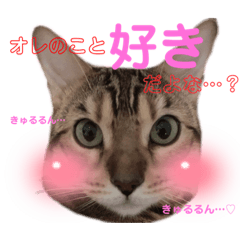 [LINEスタンプ] ベンガルねこのフェリスくん パート2