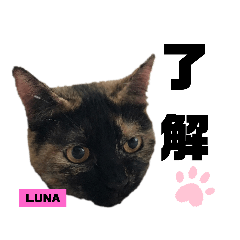 [LINEスタンプ] みらいねこ横濱②。