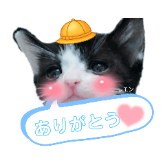 [LINEスタンプ] みらいねこ横濱④