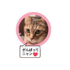 [LINEスタンプ] アニーちゃんスタンプ5