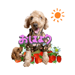 [LINEスタンプ] ほいほい君