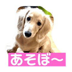 [LINEスタンプ] カニンヘンダックスフンド日常