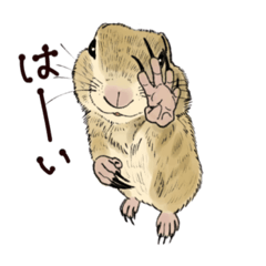 [LINEスタンプ] みんなのリチャードソンジリス 3